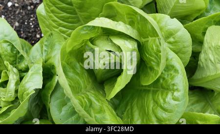 Prima vista di lattuga romana coltivata in casa Foto Stock