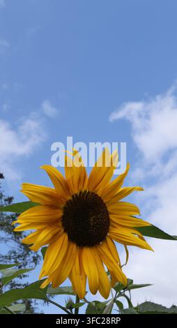 Un girasole giallo in fiore contro un cielo blu, immagine a forma di ritratto Foto Stock
