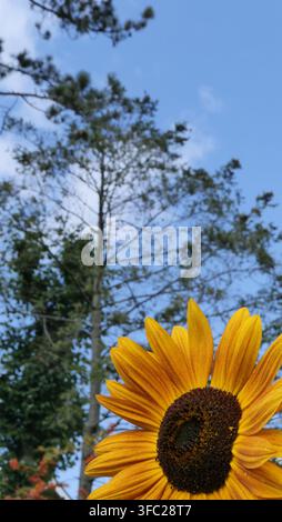 Un girasole giallo in fiore contro un cielo blu, immagine a forma di ritratto Foto Stock