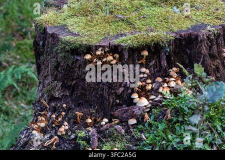 Piccoli funghi selvatici che crescono su un ceppo d'albero muschioso e decomposto in una foresta autunnale verde Foto Stock