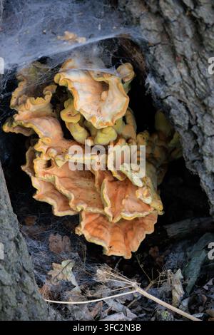 Funghi a forma di croce arancioni che crescono alla base di un albero, con grandi corpi fruttiferi ondulati che si sovrappongono, circondati da ragnatele. Foto Stock