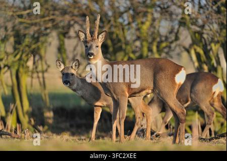 Gruppo familiare di caprioli (Capreolus capreolus) fotografato alla luce della sera sul margine di un campo erboso con siepe sullo sfondo. Foto Stock