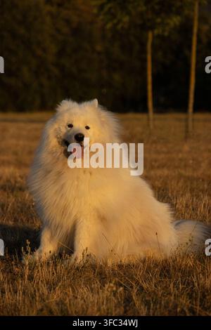 Scatto verticale di un felice cane Samoiedo sorridente seduto su un prato giallo secco al tramonto con la lingua fuori e due alberi sullo sfondo Foto Stock
