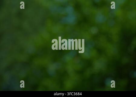 Sfondo bokeh sfocato di foresta verde. Texture sfocata astratta di foresta scura. Foto Stock