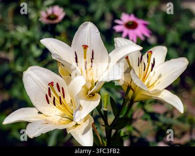 Fiori di giglio bianco sbocciano in un giardino illuminato dal sole, i loro petali cremosi e le stami scuri catturati in primo piano nitido con fiori a cono rosa sfocati e gree Foto Stock