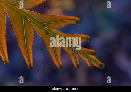 Immagine macro retroilluminata di una pinna di felce che mostra una translucenza dorata-arancio vibrante, strutture di venature prominenti e punte arricciate su uno sfondo scuro. Foto Stock