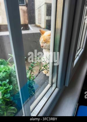 Corvo, Azzorre, Portogallo Grazioso gatto tigrato arancione che sbircia attraverso una finestra di vetro. Piante verdi sono posate accanto al davanzale. Il gatto sembra curioso e calmo, mentre osserva fuori Foto Stock