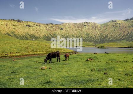Corvo, Azzorre, Portogallo Mucche pascono tranquillamente in un'erba verde rigogliosa vicino a un lago calmo. Le colline si innalzano sullo sfondo con pendii strutturati e stratificati. Il cielo blu si estende Foto Stock
