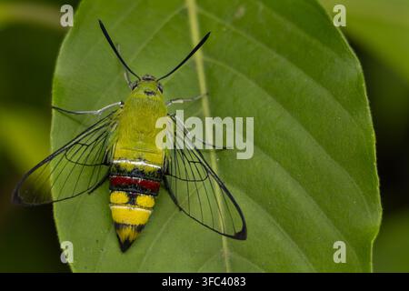 Fotografia macro in primo piano di una falena sphingide del caffè (Cephonodes hylas) che distende le sue ali trasparenti mentre riposa su una foglia verde nel suo habitat naturale Foto Stock