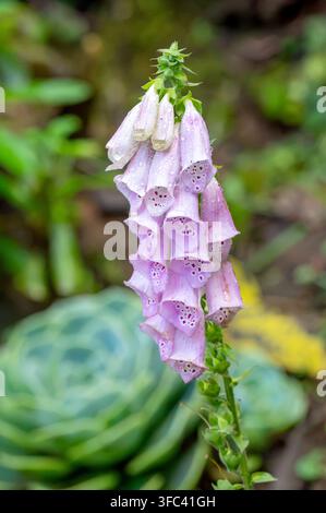 SIBERIA, PROVINCIA DI SAN JOSÉ, COSTA RICA: Digitalis purpurea (Digitalis purpurea) con gocce di rugiada mattutina fiorisce nella foresta nebulosa di Sueños Natura. Foto Stock