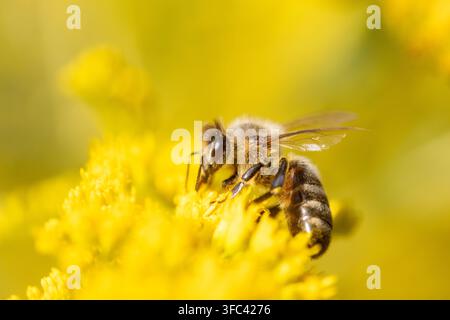Estremo primo piano di un'ape mellifera che impollina un fiore di verga d'oro giallo Foto Stock