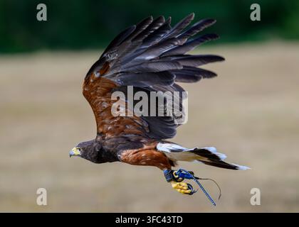 Un falco Harris addestrato che vola nell'East Sussex, Inghilterra Foto Stock