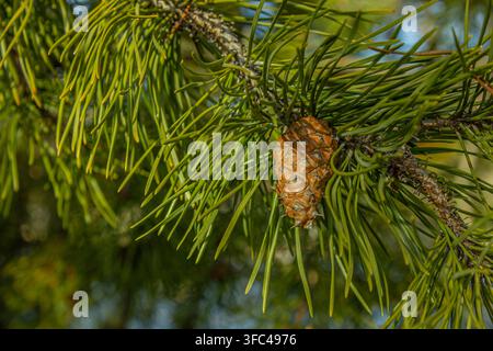 Prima vista di un ramo di pino verde con aghi e una pigna fresca illuminata dalla calda luce del sole in una foresta. Foto Stock