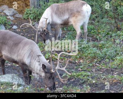 Due renne con grandi corna ramificate che pascolano e cercano cibo sul terreno verde di una radura boschiva in autunno. Foto Stock