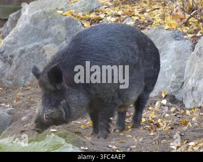 Cinghiale adulto nero con zanna affilata visibile in profilo su terra e foglie gialle autunnali in un bosco roccioso. Foto Stock