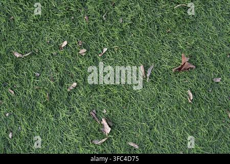 Vista dall'alto di erba verde del prato con foglie secche cadute. Foto Stock