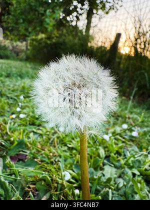 La testa del seme di tarassaco risplende nella calda luce di fondo contro uno sfondo sfocato del giardino al tramonto. Foto Stock