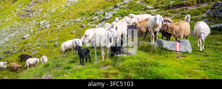 Un gruppo di pecore alpine pascola su un fianco verde di montagna. Alcune pecore sono nere mentre altre sono bianche o marroni. Rocce sono sparse nella zona. Questa scena mostra la vita rurale. Foto Stock