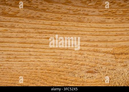 Pannello in legno massello denso per lavori di ristrutturazione, finitura e mobili in fotografia macro. Foto Stock
