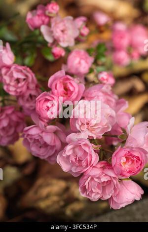Grappolo di piccole rose polyantha doppie rosa in fiore con boccioli, sfondo di foglie cadute in autunno, fotografia floreale da giardino Foto Stock