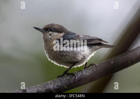 Picchio pigmeo (Sitta pygmaea) al Point Reyes National Seashore, CA Foto Stock