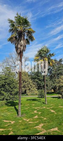 Due alte palme si ergono sopra un prato verde ben curato in un giardino botanico o parco, fotografate da un angolo basso sotto un cielo blu vivido con c nuvoloso Foto Stock