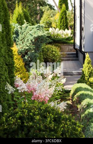 Hydrangea paniculata 'Pinky Winky' in fiore con arbusti e alberi sempreverdi che modellano un giardino di casa ben curato Foto Stock