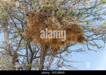 Grande nido comunitario di tessitori socievoli in un albero, fotografato in Namibia a luglio. Foto Stock