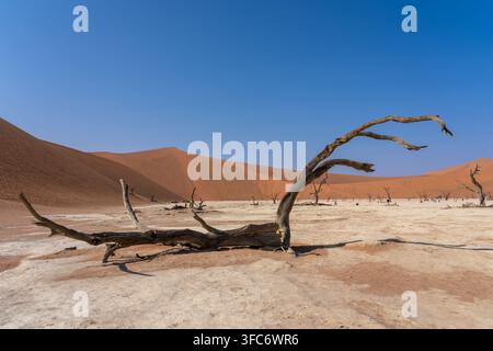 Antichi alberi di acacia si ergono sulla distesa di argilla bianca di Deadvlei, in contrasto con le vivaci dune di sabbia rossa e il cielo azzurro limpido del Namib Naukluf Foto Stock