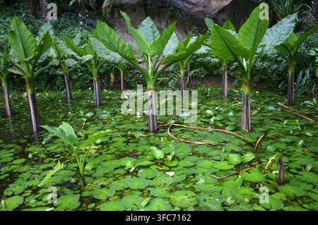 L'Alocasia a foglia larga cresce tra ninfee e foglie galleggianti in uno stagno da giardino tropicale lussureggiante. Foto Stock
