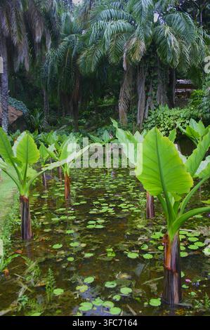 L'Alocasia a foglia larga cresce tra ninfee e foglie galleggianti in uno stagno da giardino tropicale lussureggiante. Foto Stock