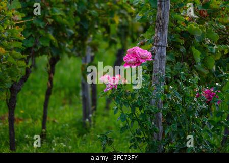 Una scena pittoresca con un cespuglio di rose ben curato con più fiori, tra cui un fiore completamente aperto di rosa, su uno sfondo di fogliame verde lussureggiante Foto Stock