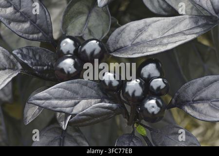 Pepe ornamentale Black Pearl (Capsicum annuum Black Pearl) Foto Stock