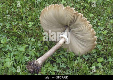 Falso parasole (Chlorophyllum molybdites). Chiamato anche Lepiota a spore verdi e Vomitore Foto Stock