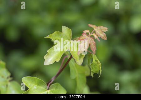 Giovani foglie di acero che si sviluppano naturalmente su un ramo Foto Stock