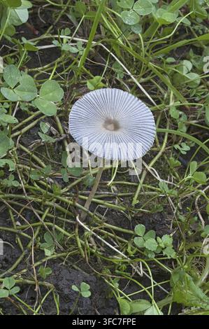 Fungo a pieghe (Parasola plicatilis). Un altro nome scientifico per questo fungo è Coprinus plicatilis Foto Stock