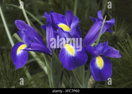 Iris olandese (Iris xiphium). Chiamato anche iris spagnolo Foto Stock