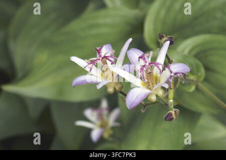 Giglio taiwanese (Tricyrtis formosana) Foto Stock