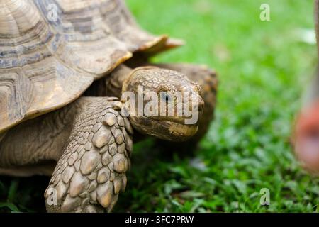 Un primo piano di una tartaruga di Aldabra che mostra un guscio ruvido e una testa squamosa sull'erba verde con un'espressione curiosa nel suo habitat naturale all'aperto Foto Stock