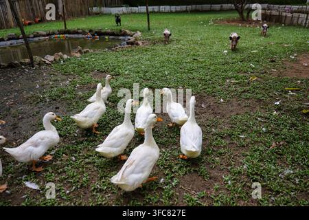 Un gruppo di anatre bianche che pascolano in un cortile agricolo erboso vicino a un piccolo stagno, con oche e recinzioni rustiche che creano una scena rurale tranquilla e un ambiente naturale all'aperto Foto Stock