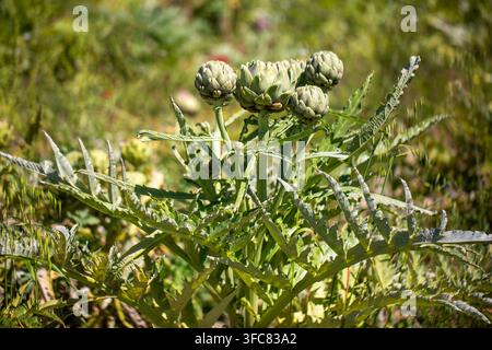Piante di carciofo verde fresco (Cynara scolymus) con boccioli floreali che crescono in un campo primaverile Foto Stock