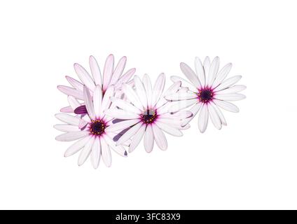 Fiori di margherita africana bianca con centri viola isolati su sfondo bianco Foto Stock