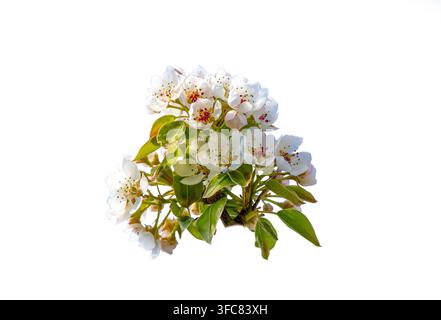 Fiori di pero bianchi freschi con foglie verdi isolati su sfondo bianco Foto Stock