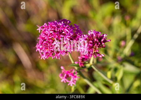 Primo piano di fiori di valeriana rossa vivace (Centranthus Ruber) in fiore Foto Stock