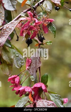 Fiori rosa vividi di un albero Malus (mela selvatica), luccicanti di gocce di pioggia su uno sfondo di foglie verde scuro. Foto Stock
