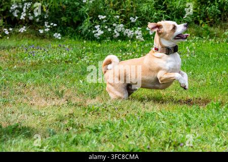 Cane di razza mista felice che salta in aria su un prato di erba verde Foto Stock
