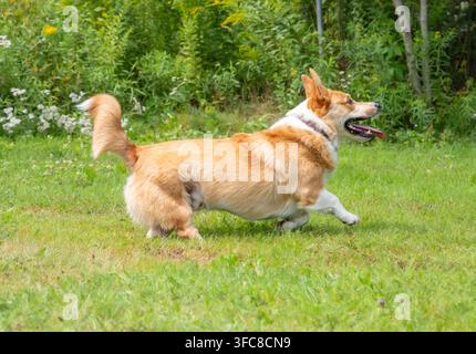 Corgi felice che corre sull'erba verde Foto Stock