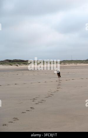Un cane solitario che si allontana su un'ampia spiaggia sabbiosa sotto un cielo nuvoloso con una scia di impronte nella sabbia che porta verso dune lontane. Foto Stock