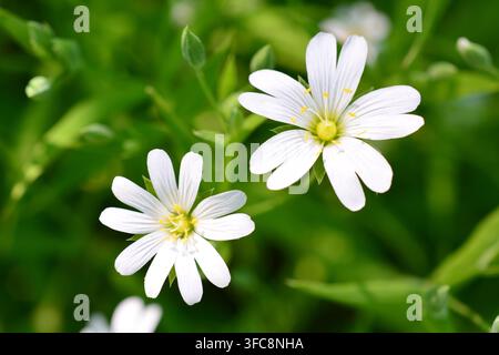 una macrofotografia di delicate fiori selvatici di stellaria bianchi in fogliame verde Foto Stock