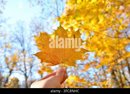 Una mano di donna che tiene una foglia d'acero dorata in autunno, primo piano Foto Stock